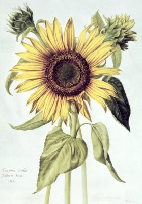sansculotides's tweet photo. Today is nonidi 19 Vendémiaire in the year of the Republic CCXXXI, celebrating the sunflower. https://t.co/4MzAEo1Jqm