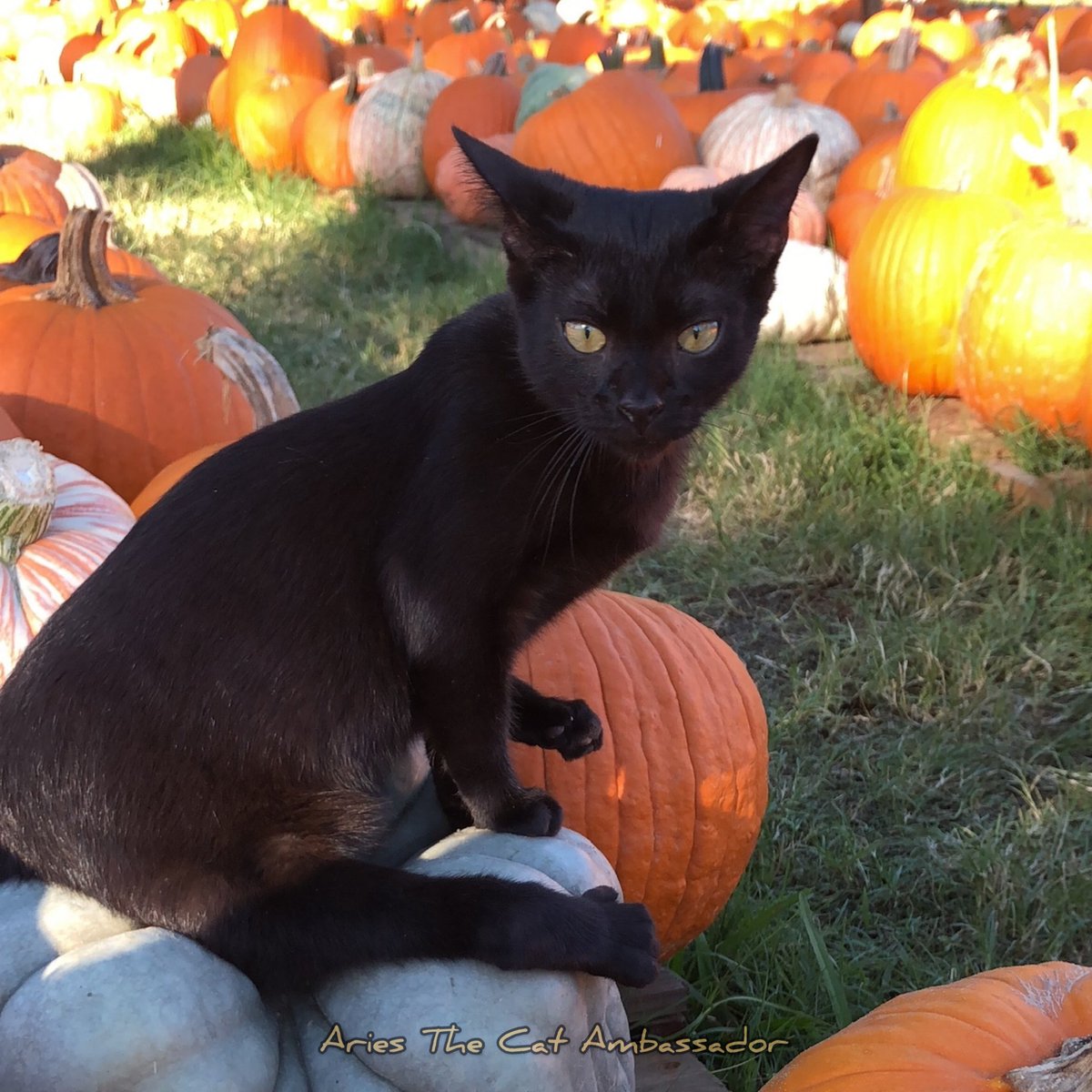 AmbassadorAries's tweet photo. Wishing a Happy New Week to you! 🍁 🎃🐾 #CatsOfTwitter #blackcat #catlovers https://t.co/un5TNYqrXQ
