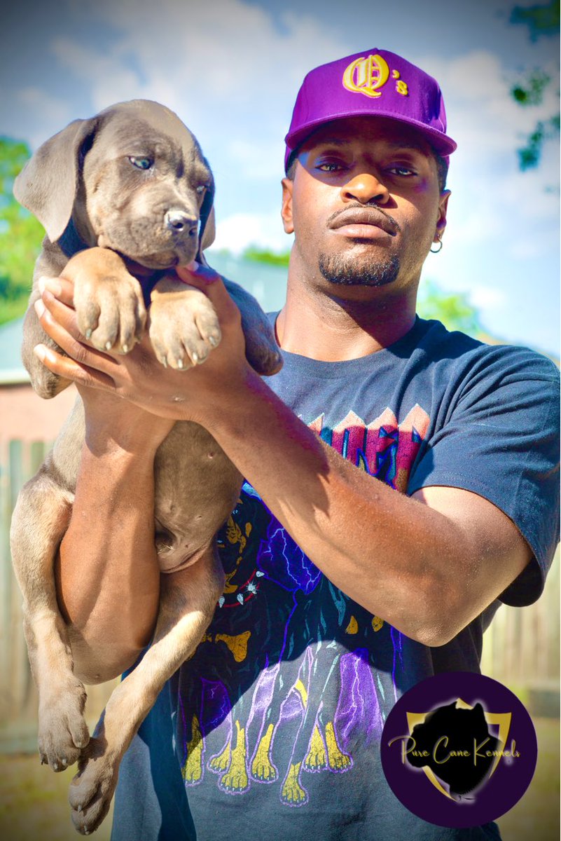 PureCaneKennels's tweet photo. Follow @PureCaneKennels on IG for your next Furever friend #PureCane #ItalianMastiff #CaneCorso #SHSU https://t.co/YkN2vnVIQy