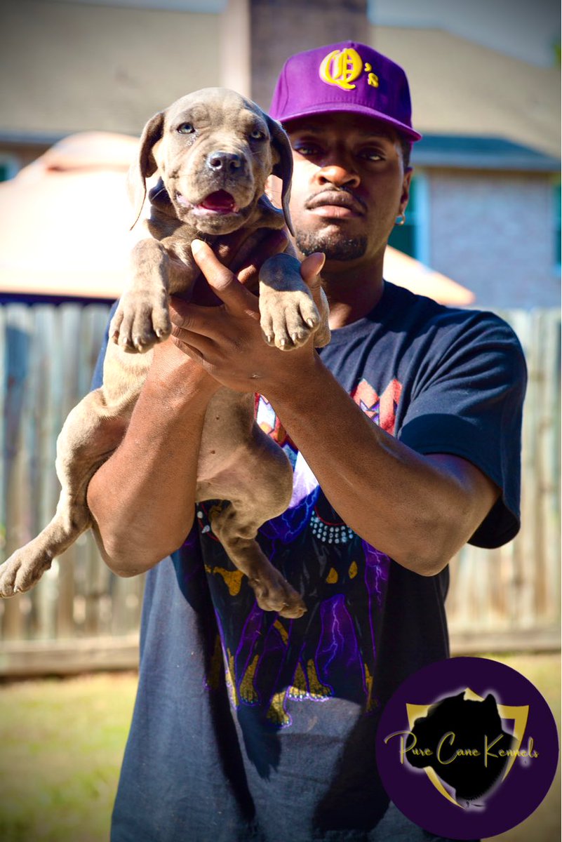PureCaneKennels's tweet photo. Follow @PureCaneKennels on IG for your next Furever friend #PureCane #ItalianMastiff #CaneCorso #SHSU https://t.co/YkN2vnVIQy