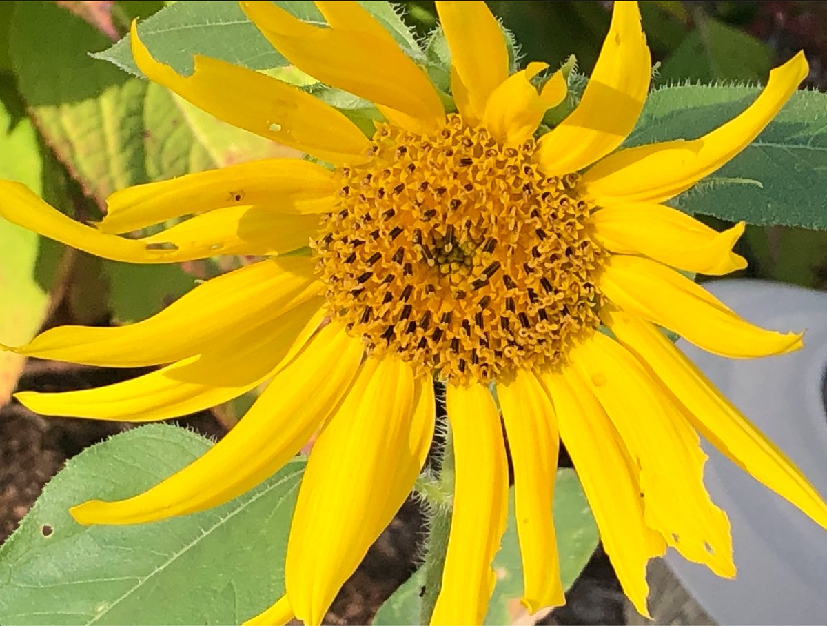 Rick Rockwell tweet media