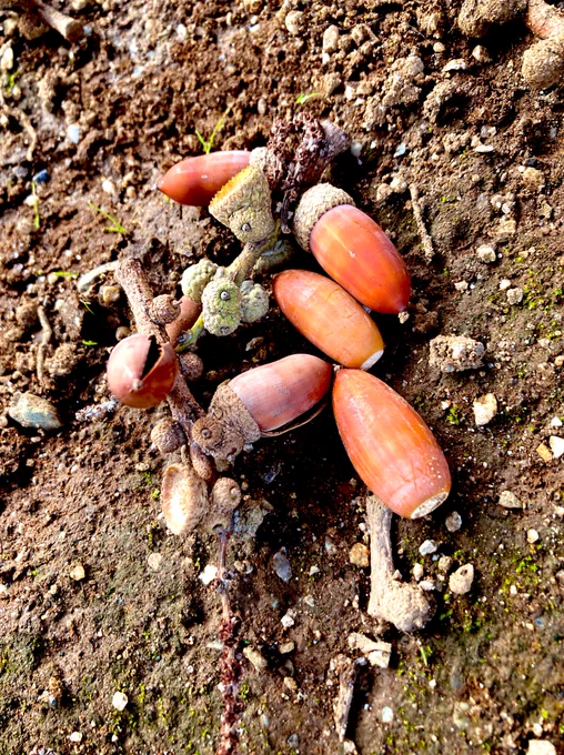 Good morning! Look what i foundcute acorns!! 
