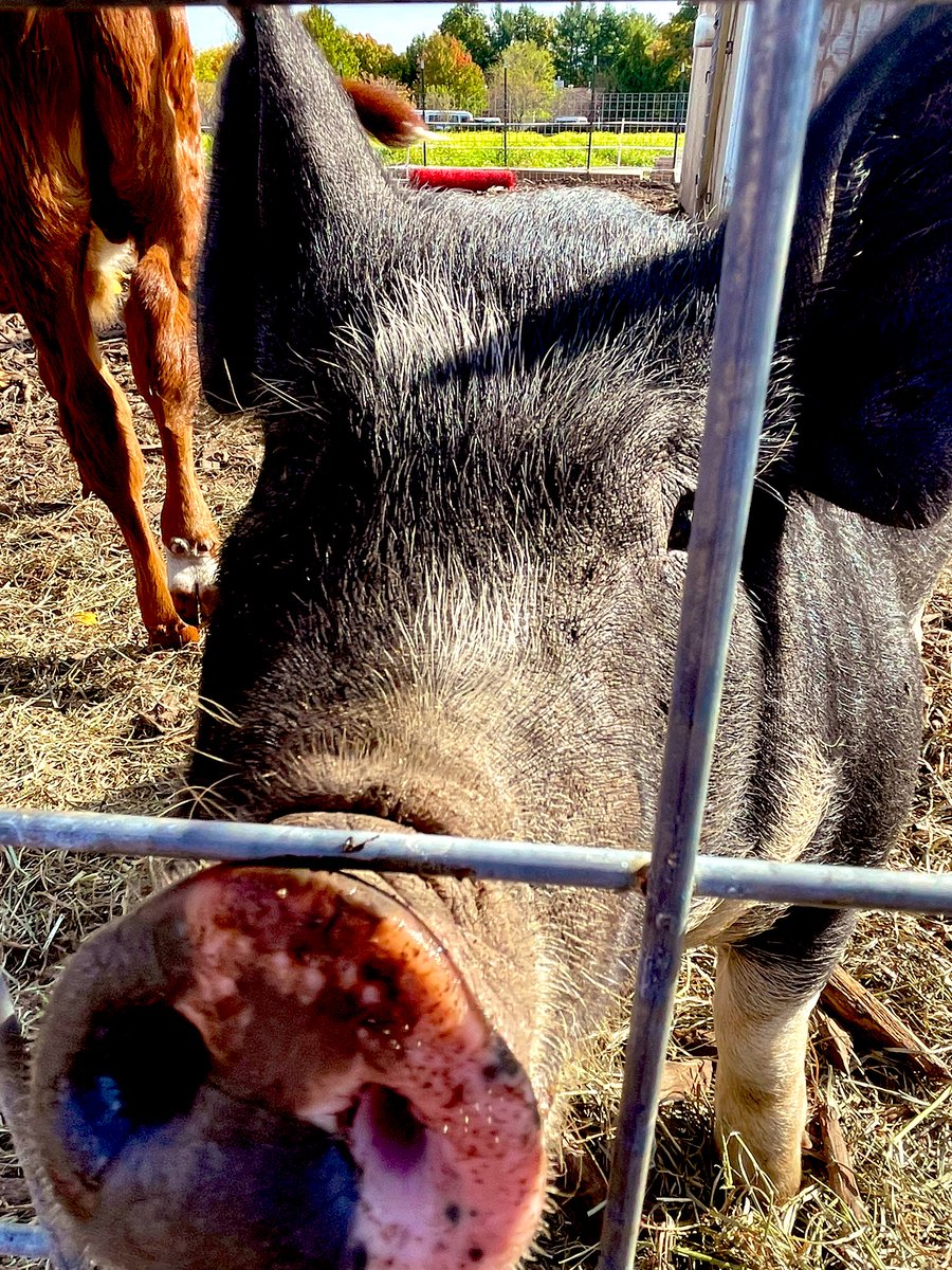 KimTunnicliffe1's tweet photo. The newly re-opened #BeanFamilyFarm is the only working farm in #Westwood. It’s being run by Chris Bean &amp; 2 other men. Bean’s grandfather started it in 1971, but it closed when he died in 2010. The farm includes pigs, a calf named Copper, chickens &amp; turkeys. https://t.co/gmTie7wEid