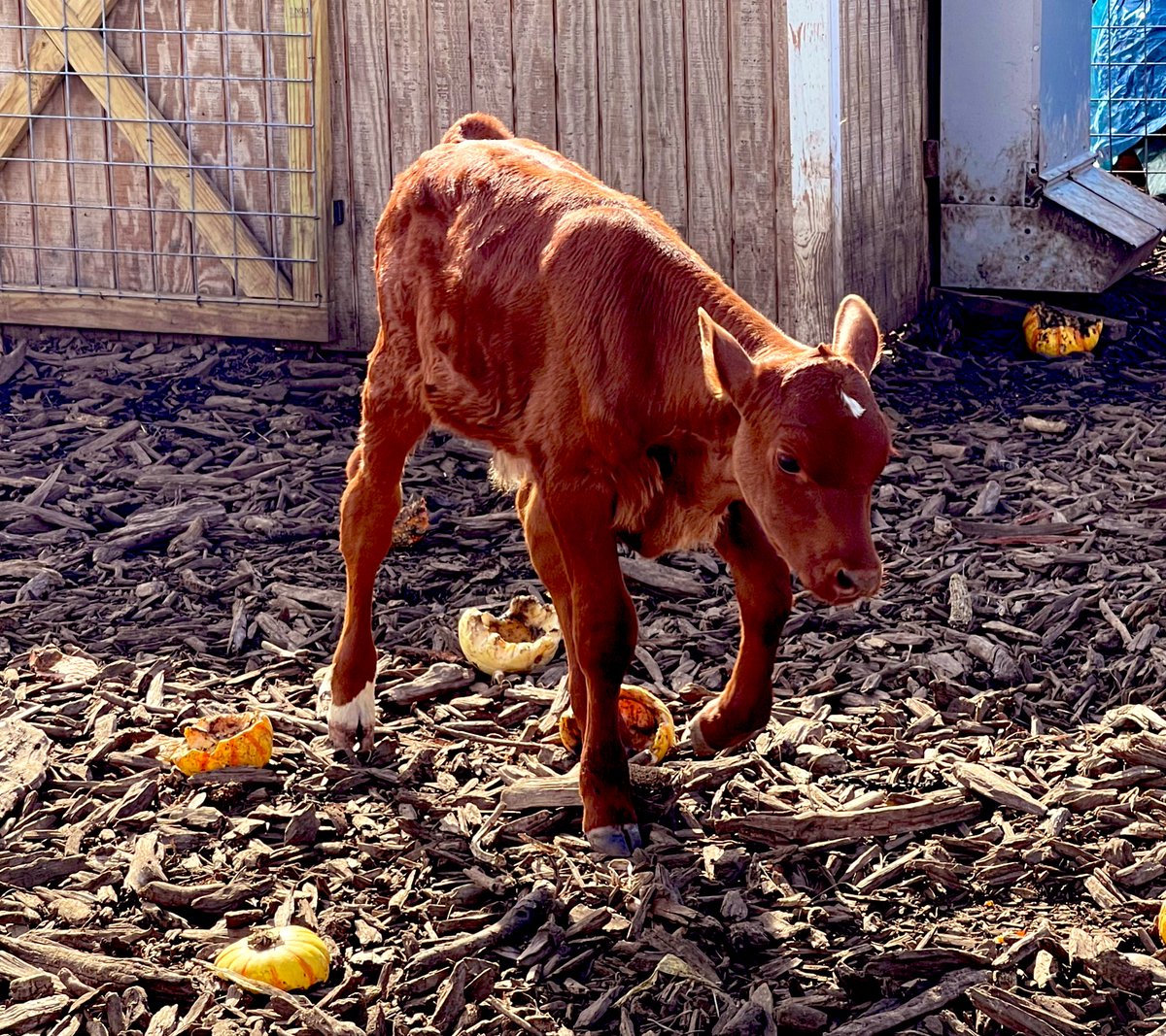 KimTunnicliffe1's tweet photo. The newly re-opened #BeanFamilyFarm is the only working farm in #Westwood. It’s being run by Chris Bean &amp; 2 other men. Bean’s grandfather started it in 1971, but it closed when he died in 2010. The farm includes pigs, a calf named Copper, chickens &amp; turkeys. https://t.co/gmTie7wEid