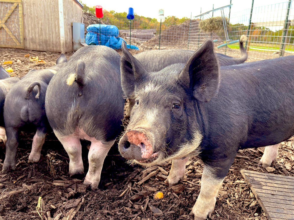KimTunnicliffe1's tweet photo. The newly re-opened #BeanFamilyFarm is the only working farm in #Westwood. It’s being run by Chris Bean &amp; 2 other men. Bean’s grandfather started it in 1971, but it closed when he died in 2010. The farm includes pigs, a calf named Copper, chickens &amp; turkeys. https://t.co/gmTie7wEid