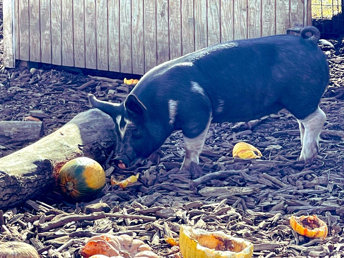 KimTunnicliffe1's tweet photo. The newly re-opened #BeanFamilyFarm is the only working farm in #Westwood. It’s being run by Chris Bean &amp; 2 other men. Bean’s grandfather started it in 1971, but it closed when he died in 2010. The farm includes pigs, a calf named Copper, chickens &amp; turkeys. https://t.co/gmTie7wEid