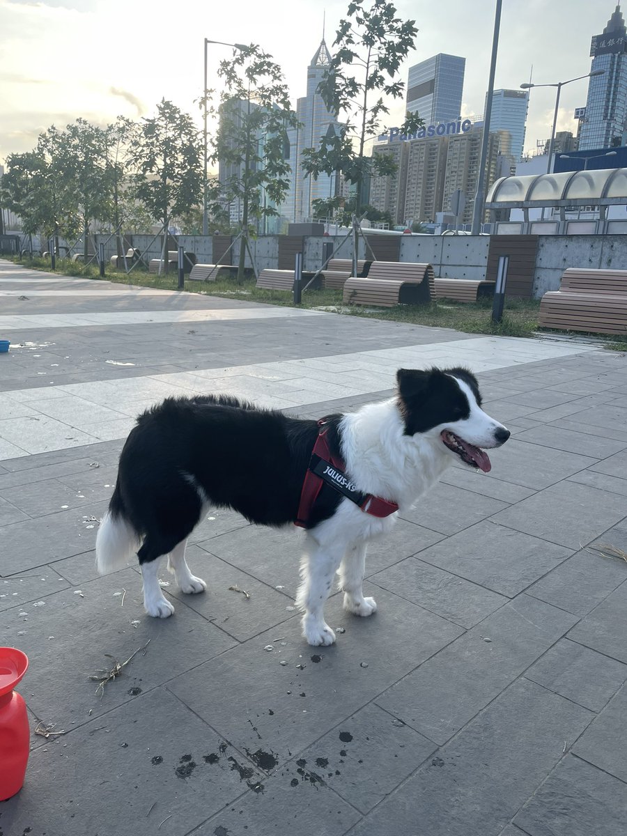 おはようございます😃
今日も涼しくて秋っぽくなってきました😄

#dogsoftwitter #twitterdogcommunity #dog #bordercollie #犬のいる生活