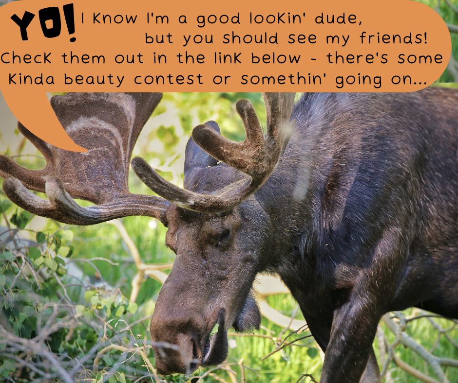 Help Monday Moose and Wildlife for All celebrate the diversity of our native wild species during our Celebrating Species photo contest. Visit wildlifeforall.us for more information! #photgraphy #wildlifephotography #naturephotography #wildlife #wildlifeconservation