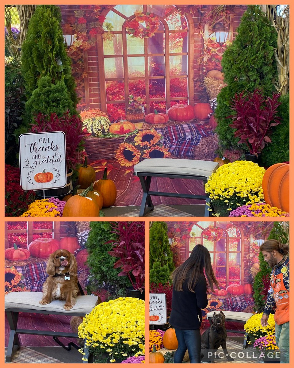 Diane Wilhelm π (@dlw877) on Twitter photo Thank you John A D28 for making a beautiful fall photo station for our customers. Even doggies want to take a picture!π§‘ππππ§‘ππππ§‘ππππ§‘ππππ§‘ππ
<a href="/McMullenCJ/">Chris McMullen</a> <a href="/FrancescaHD36/">Francesca Costantino</a> <a href="/DawnOsorio/">Dawn Vanterpool</a> <a href="/clueless4p/">Pleasant Faith</a> <a href="/LankaGamag/">Lanka Gamage</a> <a href="/jjholmes3/">Jennifer Sumner</a> <a href="/Nadine_Donovan_/">Nadine Donovan-Agiesta</a> Thank you John A D28 for making a beautiful fall photo station for our customers. Even doggies want to take a picture!π§‘ππππ§‘ππππ§‘ππππ§‘ππππ§‘ππ
<a href="/McMullenCJ/">Chris McMullen</a> <a href="/FrancescaHD36/">Francesca Costantino</a> <a href="/DawnOsorio/">Dawn Vanterpool</a> <a href="/clueless4p/">Pleasant Faith</a> <a href="/LankaGamag/">Lanka Gamage</a> <a href="/jjholmes3/">Jennifer Sumner</a> <a href="/Nadine_Donovan_/">Nadine Donovan-Agiesta</a>