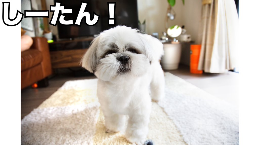 photographerPi's tweet photo. 愛犬シータとのんびりな1日を過ごしその様子をyoutubeにupしました。素敵な思い出を作ったのでぜひお試しください～⭐️✨

➡️ https://t.co/YwYPh2TR51 ⬅️

＃ワンコ #dog #shihtzu #happy #cute #good #犬と遊ぶ #シーズー #ペキニーズ #ハーフ犬 ＃思い出 #チャンネル登録 #DogLover https://t.co/CXyL9SJJEu