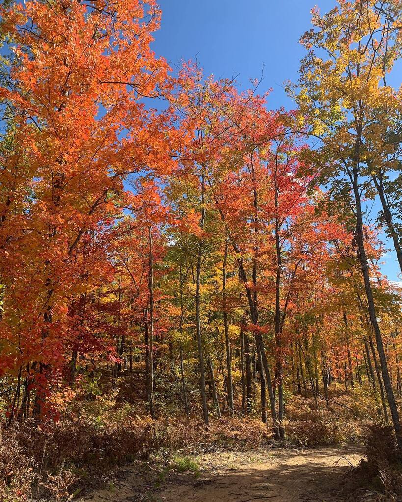 jcutler818's tweet photo. The colors in the Northern LP of Michigan are beautiful right now. Another great weekend in 
#puremichigan 
#camping 
#boondocking https://t.co/NIVDYXm6gJ https://t.co/W6RAZkTMsF