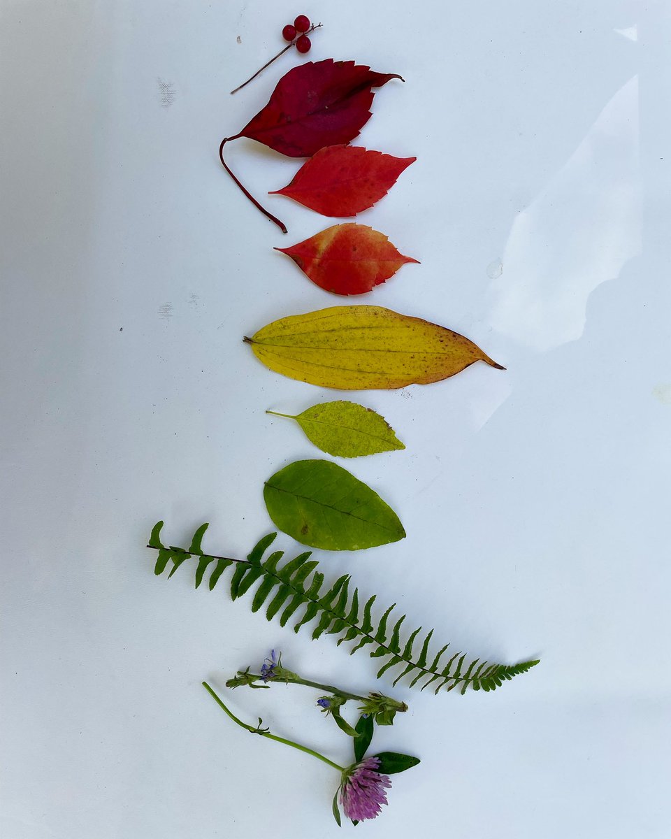 Lulu Miller tweet media