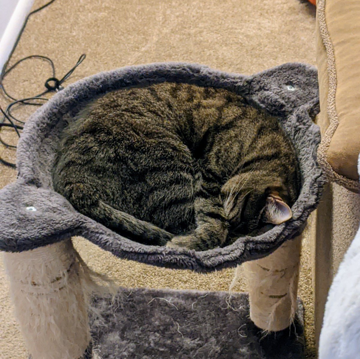 powerbelt3d's tweet photo. Hemlo everyone. The hoomans have returned from #ERRF2022 safely. I celebrated with many zoomies and am resting in my favorite spot.

To-meow-row I will make sure Adam gets online orders packed up ASAP.

I was informed my stickers were a big hit. TY for the a-purr-opriate response https://t.co/kYm3oXJOkr
