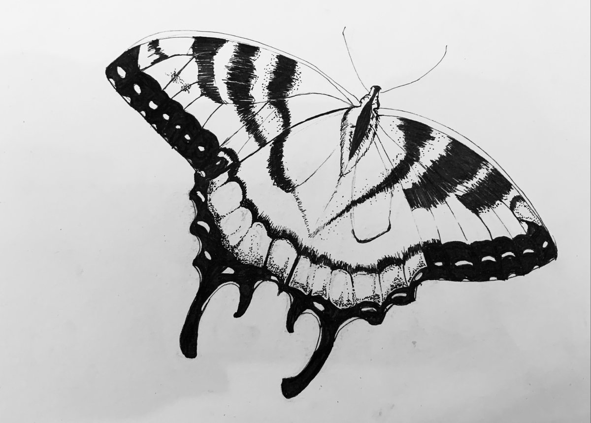 Kylin vandermeer tweet media