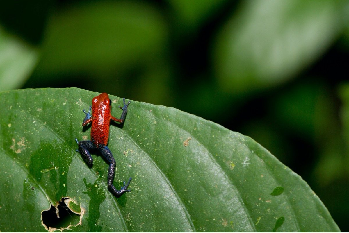 🍃CALL FOR PITCHES - PLEASE RT🍃

are you absolutely CHAMPING to tell the world everything about your favorite animal, plant, bacteria, fungus, &amp;c &amp;c?

this is your LAST CHANCE to pitch me something for Atlas Obscura's upcoming book, Wild Life! 

(Photo credit: Court Whelan)