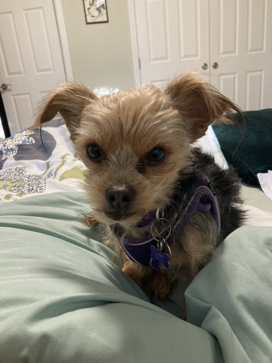thesusanito's tweet photo. “What do you mean, you’ve just finished writing a book and you’re too tired to move?!” #poorexcuse #itswalktime https://t.co/tJ650MB1AQ