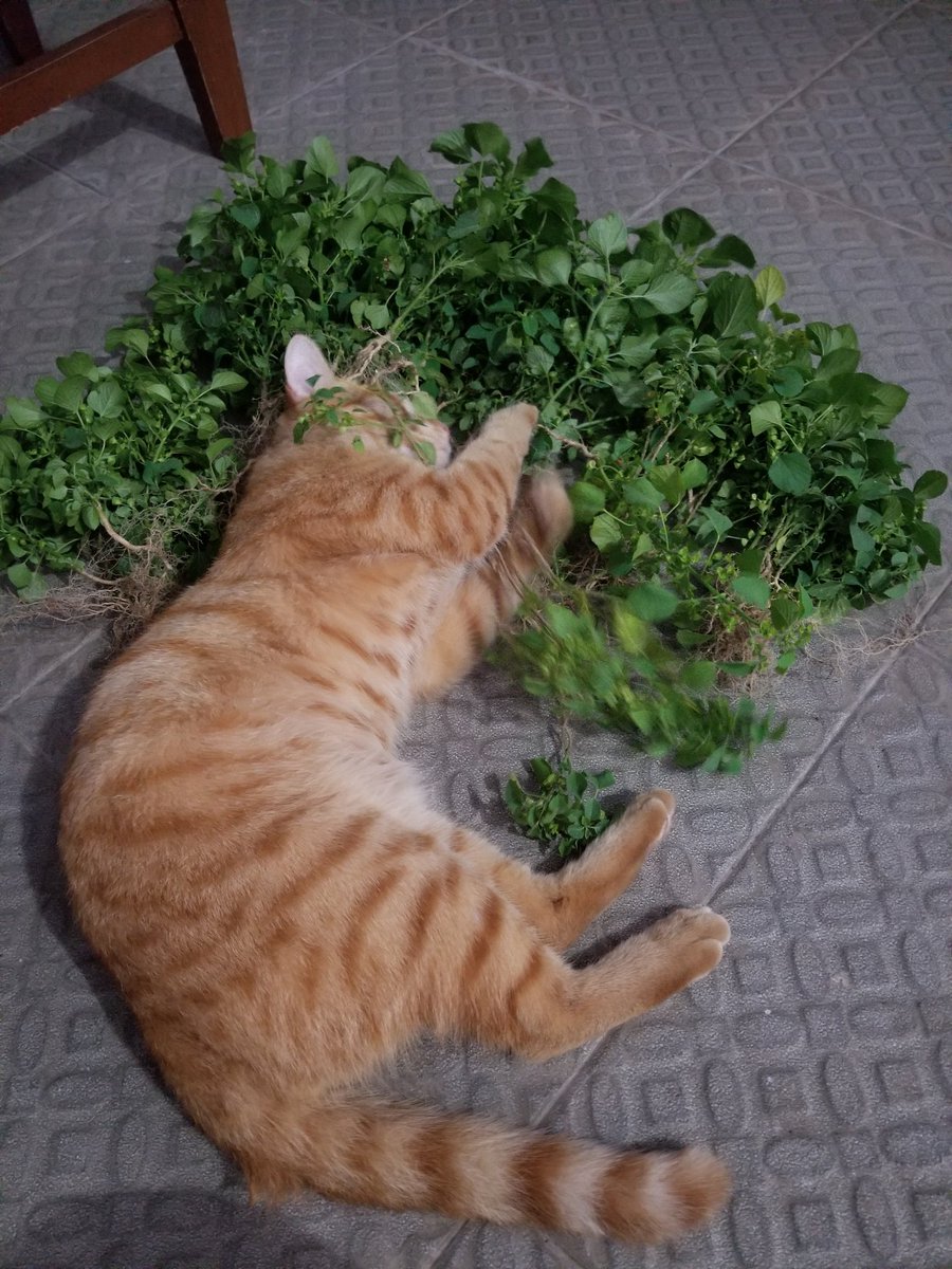 _sacrificeslife's tweet photo. @kochengfs Kucingku juga suka makan akar rumput ini nih. Dia hampir ga pernah sakit, cuma sekali dulu waktu masih 2 bulan mencret. Itupun cuma sehari. Sampe skg ga pernah sakit lagi, sehat. Kata nenekku itu jamu stiap kali kucingku makan akar rumput itu https://t.co/wrWuyEDQVt
