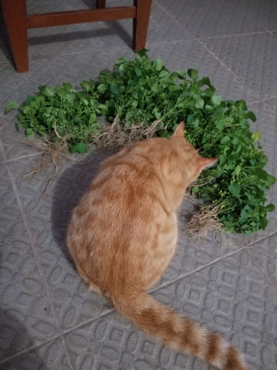 _sacrificeslife's tweet photo. @kochengfs Kucingku juga suka makan akar rumput ini nih. Dia hampir ga pernah sakit, cuma sekali dulu waktu masih 2 bulan mencret. Itupun cuma sehari. Sampe skg ga pernah sakit lagi, sehat. Kata nenekku itu jamu stiap kali kucingku makan akar rumput itu https://t.co/wrWuyEDQVt