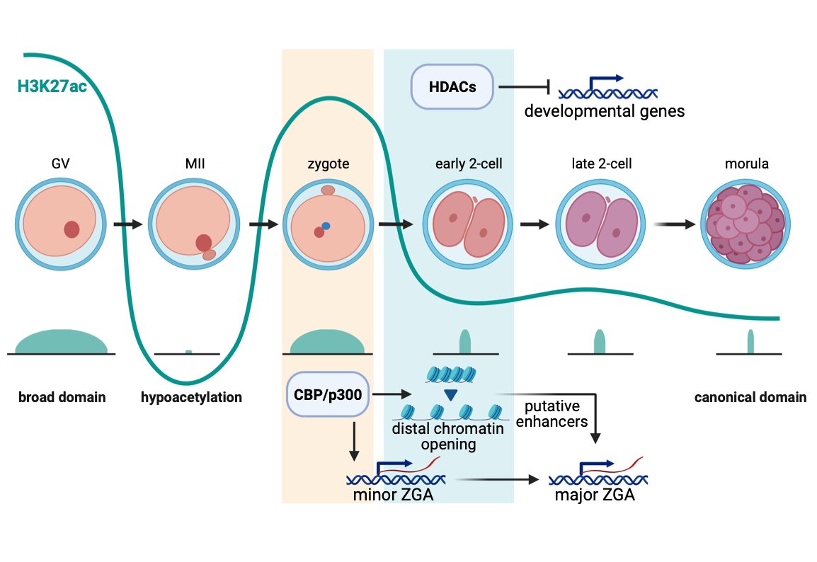 Zhiyuan (ZY) Chen (@zhiyuanchen12) on Twitter photo Great to see our work on the roles of CBP/P300 and HDAC activities in H3K27ac dynamics and mouse MZT is out @ <a href="/embojournal/">The EMBO Journal</a> embopress.org/doi/full/10.15β¦ Great to see our work on the roles of CBP/P300 and HDAC activities in H3K27ac dynamics and mouse MZT is out @ <a href="/embojournal/">The EMBO Journal</a> embopress.org/doi/full/10.15β¦
