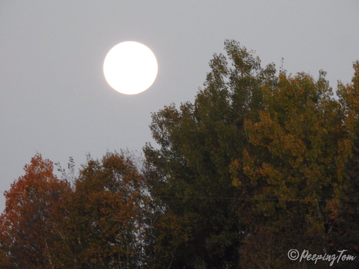 DibbleeTom's tweet photo. Caught the #FullHunterMoon this morning in Haliburton, ON 🇨🇦- Oct. 10, 2022 #UpWithTheBirds #ComeWander #MyHaliburtonHighlands #HappyThanksgiving #Enjoy https://t.co/PZgL4wwqys