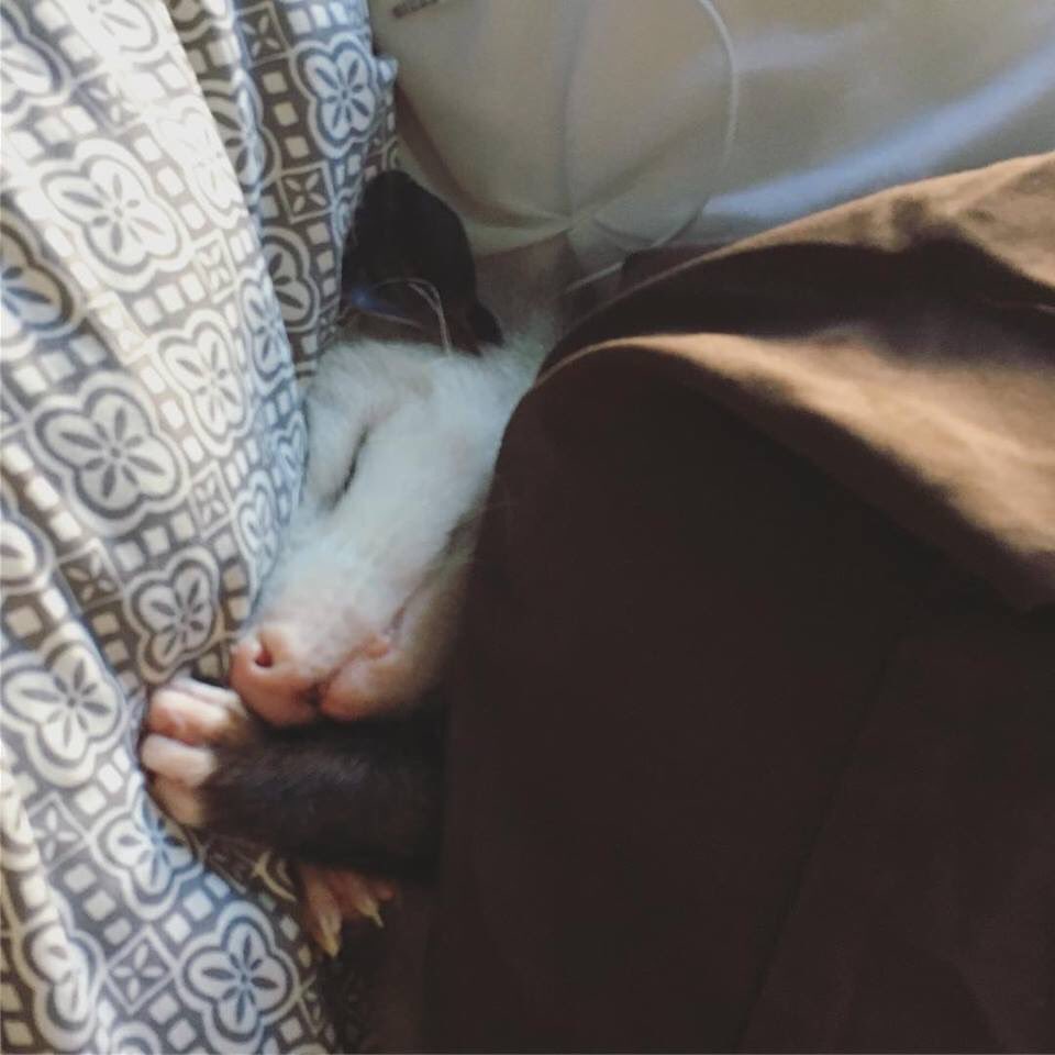 PossumEveryHour's tweet image. 