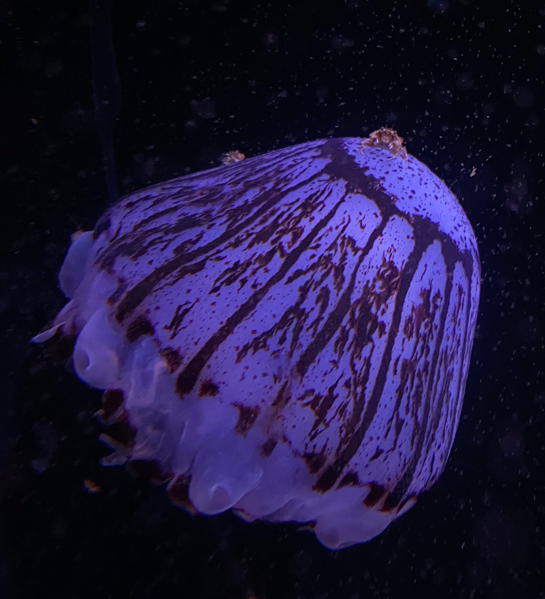 Regis Altare 🎇 HOLOSTARS EN on X: hes just a little guy... going on a  beeg journey! 🦀 t.coOidMOnlvLH  X