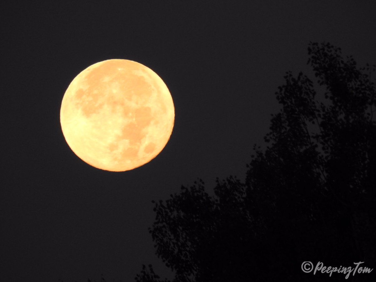 DibbleeTom's tweet photo. Caught the #FullHunterMoon this morning in Haliburton, ON 🇨🇦- Oct. 10, 2022 #UpWithTheBirds #ComeWander #MyHaliburtonHighlands #HappyThanksgiving #Enjoy https://t.co/DJX5JvnaHz