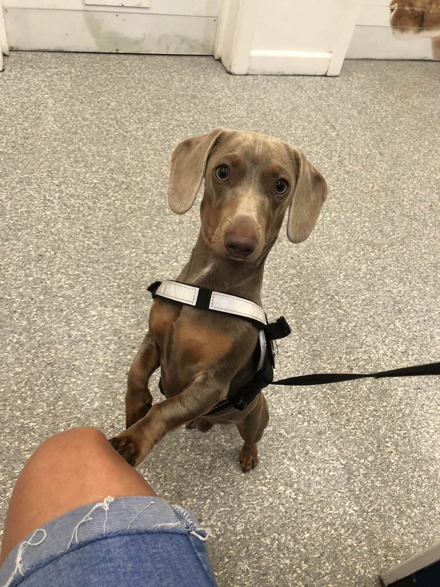 LBrowning86's tweet photo. @MarkSShenouda This is Dougie ❤️❤️ https://t.co/9zALfcYNcO