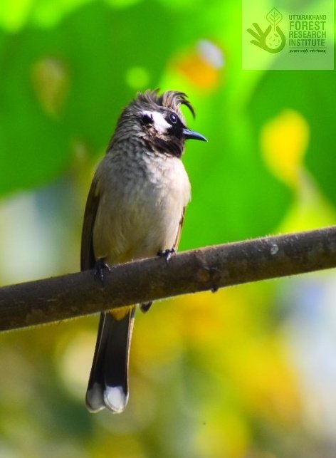ukfrihaldwani's tweet photo. Himalyan Bulbul, as spotted by us in #Haldwani; this  small song #bird native to #Himalaya has distinct white spot on cheek and yellow vent

@IndiAves https://t.co/xqDSexhueP