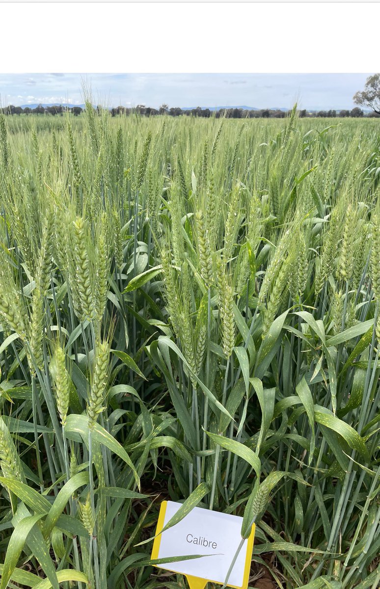 Weather looks like holding off  for our annual spring field day. So head on out to see latest releases and hear from plant Breeders and company reps