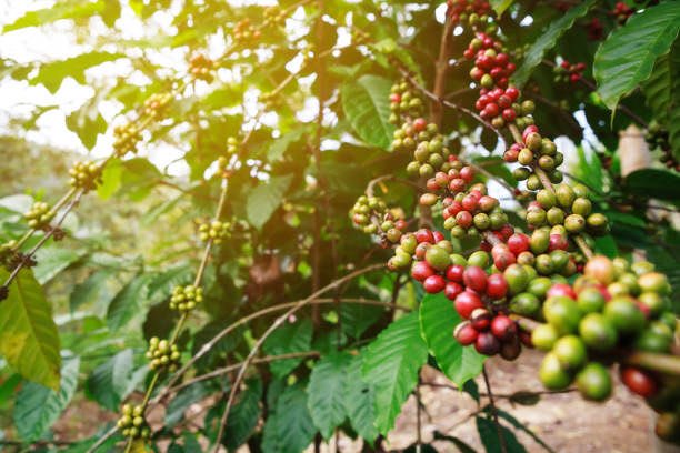 #Tuesday

𝐆𝐨𝐨𝐝 𝐦𝐨𝐫𝐧𝐢𝐧𝐠 ✨, 𝐇𝐚𝐯𝐞 𝐚 𝐧𝐢𝐜𝐞 𝐣𝐨𝐮𝐫𝐧𝐞𝐲. ☕️

<a href="/mubugabiocoffee/">Mubuga Bio Coffee</a> <a href="/BaristaDamour/">D'amour barista Rw</a> 
<a href="/Egide57017466/">Egide Rugema</a> #CoffeeTime #Coffee
