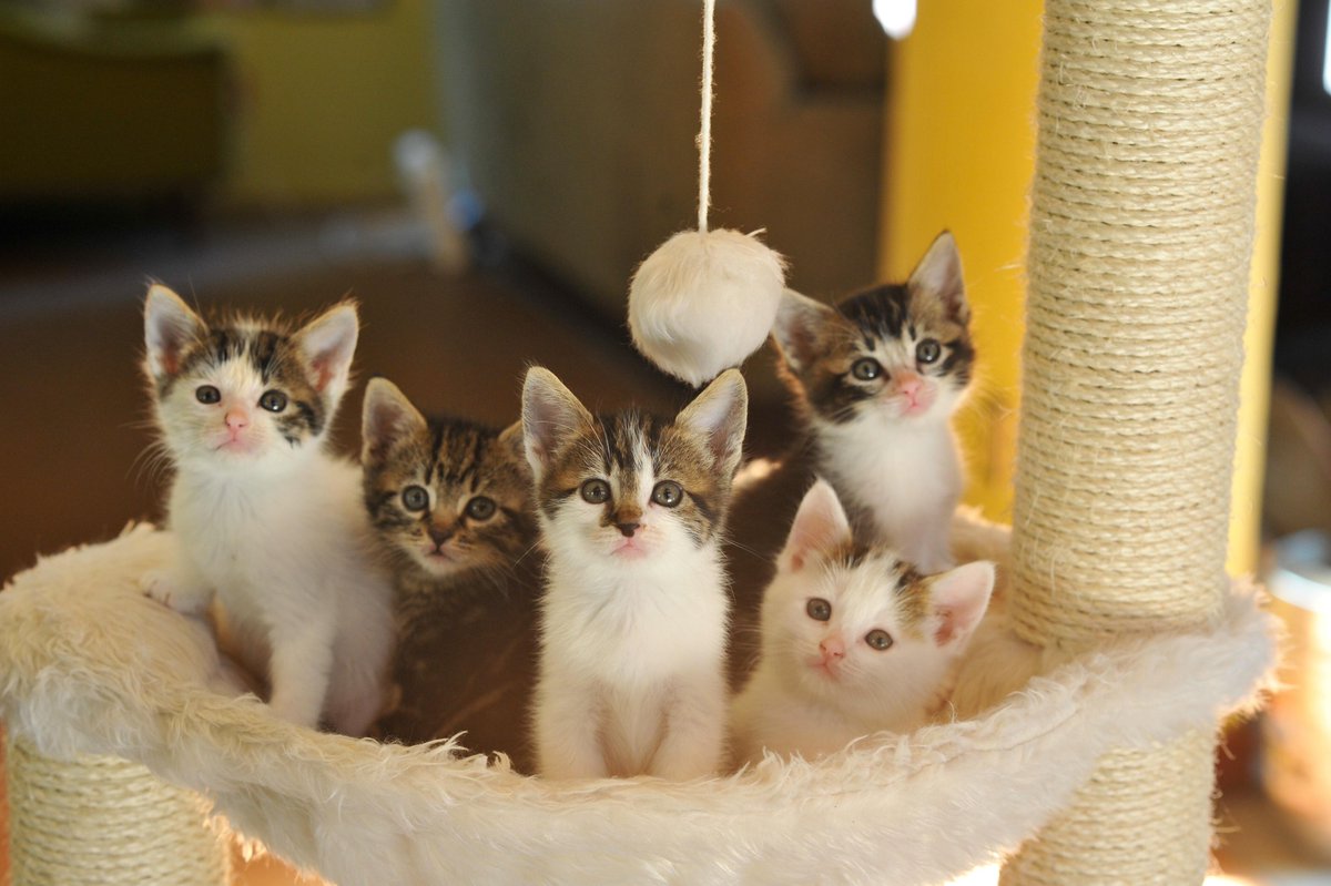 THEDOMAINSELL's tweet photo. Domain Names for sale ..

https://t.co/qXfnXYsxay
https://t.co/IUN5kMZ0Of

#web3 #Metaverse #nft #blockchain #crypto
#eth #DeFiProject #Bitcoin #Domains #DomainNames #branding #Hashpaws #kitten https://t.co/nexavIl3FZ