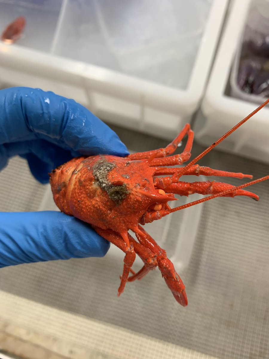 ClaireRowe28's tweet photo. Today on the #RVInvestigator we sent a beam trawl down to 2000m depth inside the Cocos Keeling Marine Park. We collected lots of interesting marine inverts including a squat lobster!🦞#InvestigatingTheIOT 
@austmus 
@AustmusResearch @CSIRO @museumsvictoria https://t.co/vkmh4M2oF5