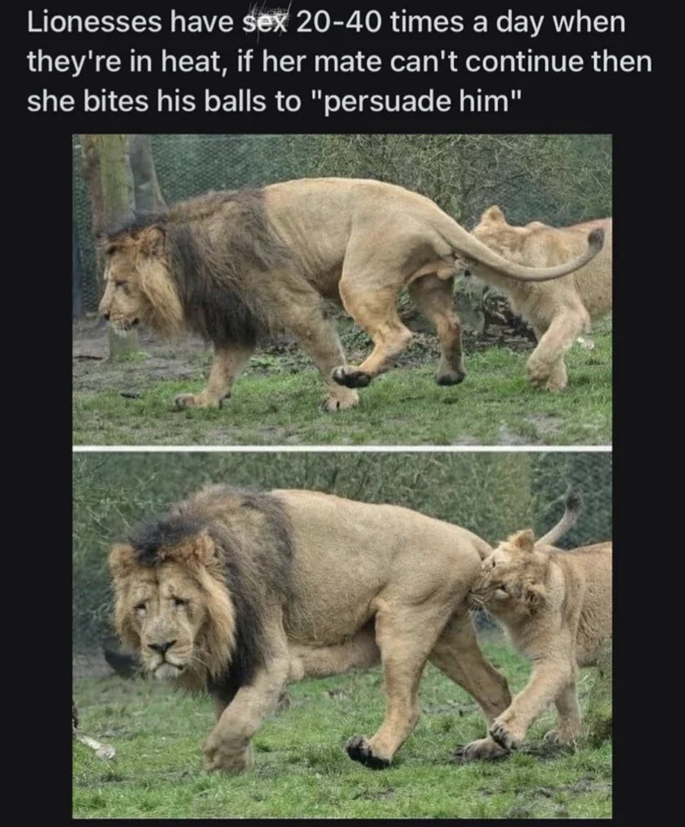 <a href="/Steven34838136/">Inguinal</a> <a href="/anonnewsfeed1/">TheAnonLebowski</a> <a href="/covfefeprophet/">Negative Covfefe</a> <a href="/Eva_Reage/">Evangeline</a> <a href="/kunigget/">.</a> @ClawofBluegrass <a href="/24_hRx/">24hRx. 🤡🌐</a> <a href="/PaulTho47290238/">Paul Thompson</a> <a href="/opscrotchfruit/">Russian-Bukkake 🏴</a> <a href="/JoshuaEberly1/">king of the tendies</a> @BrahmAstra801 @drewski_sosa_ <a href="/jayaltons/">Jay Altons</a> <a href="/lit_poster/">Lit Poster</a> <a href="/LoShime/">Loralie Shimer</a> <a href="/Von_Oofmeister/">Dark Sigma</a> @VoodooKX <a href="/klem1544/">Klem</a> <a href="/Shirtaganda/">Memeaganda</a> <a href="/BabyKoala196/">Baby Koala</a> <a href="/niggertwatter/">George Floyd Jr.</a> <a href="/nine_an0/">Mister Frenderson</a> <a href="/BikerRick3/">Biker Rico 💎</a> <a href="/andremtl123/">Andre Ewert</a> <a href="/ShitposterUnite/">Cthulhu-aid</a> <a href="/PunishedFleep/">Punished Fleep</a> @atmphresh <a href="/That1dude247/">That1dude</a> <a href="/LeshaunHara/">WhitePeopleEnjoyer</a> <a href="/KrumelsBunker/">Krümel 🍪 - I rant into the Void 𝕏</a> <a href="/noastonishment/">Know thyself 🫵😹 mog/acc</a> @NerdXUnicorn <a href="/RobertAndo3/">Robert Anderson</a> @CoKnockers <a href="/hoesvsmad/">Whoa! Shut It Down</a> <a href="/DanBardak/">Dani Bardak</a> <a href="/EGdm8z/">Big Ev</a> @InstructorCasey <a href="/HollatchaO/">Hollering</a> <a href="/TheBigginsLarry/">Capt.Hotrod</a> <a href="/DisinfoMoFo/">Corky Baldwin</a> <a href="/YesThatVCharles/">Vincent Charles: Roi De Tout, (Ret.)</a> <a href="/Lagrange2077/">Cold Weather Enthusiast 🏴󠁧󠁢󠁥󠁮󠁧󠁿</a> <a href="/AAA1goddess/">Alyssa Ingersoll</a> <a href="/LuckyMcGee/">☘️𝕃𝕦𝕔𝕜𝕪 Ƒʉͫcͧкͭιͪηͣ 𝕄𝕔𝔾𝕖𝕖‎</a> <a href="/IdahoBlm/">IdahoBLM</a> @TIIT23430820 @RepLeeZeldin <a href="/ericadamsfornyc/">Eric Adams</a> <a href="/RudyGiuliani/">Rudy W. Giuliani</a> Steve. I got a new phone. I hate it.