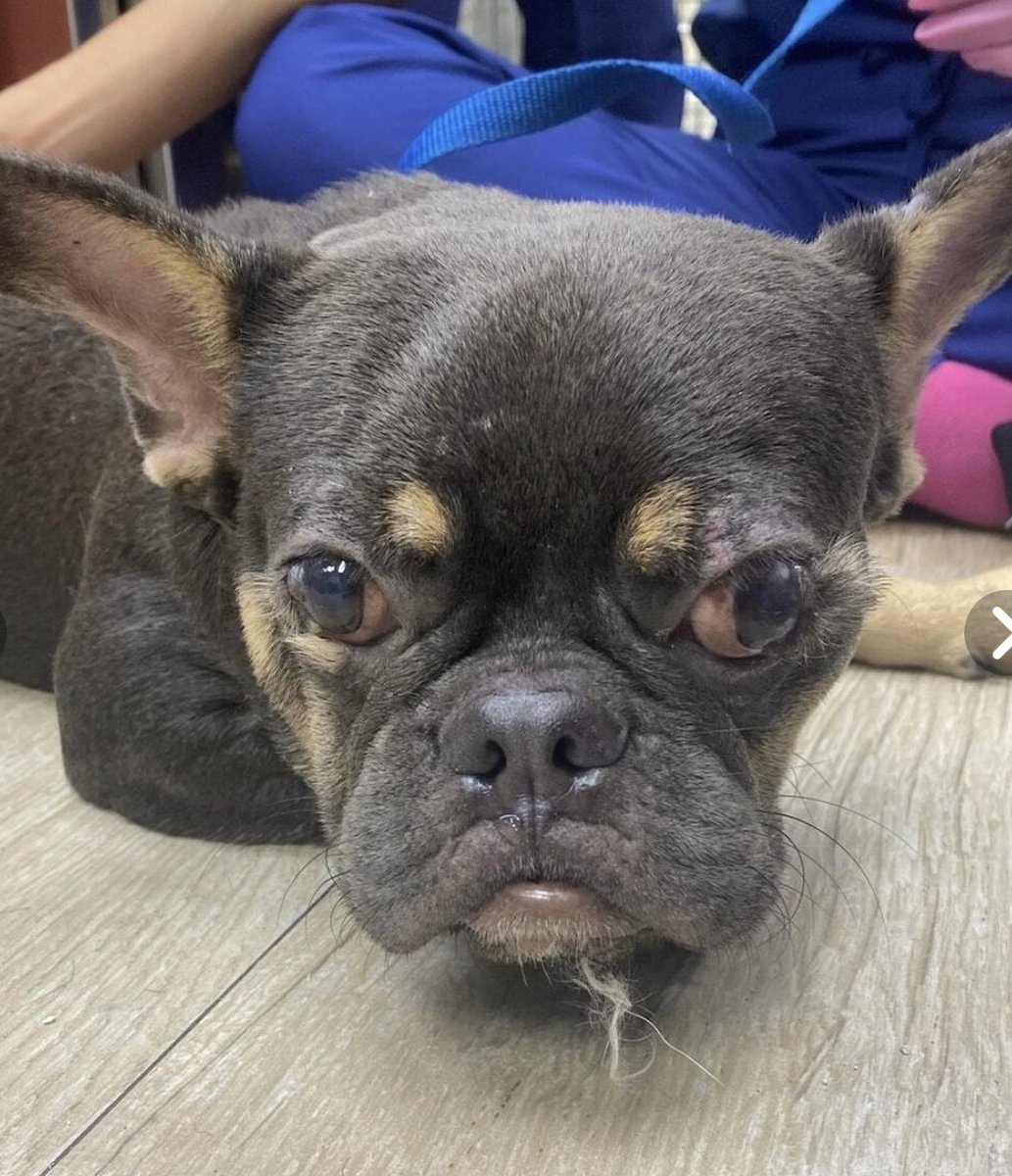 Here is today's "Every Dog Has Its Day". Al in Miami was a very expensive Frenchie pup just a few months ago. But his "humans" had no idea how to care for him. They kept him outside and now he needs help. If you can RT or donate here's the link cuddly.com/donate/4913717…