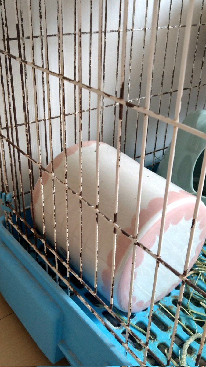 hirock115's tweet photo. ケージは消耗品

#チンチラ#chinchilla https://t.co/UdCGs2FmLR