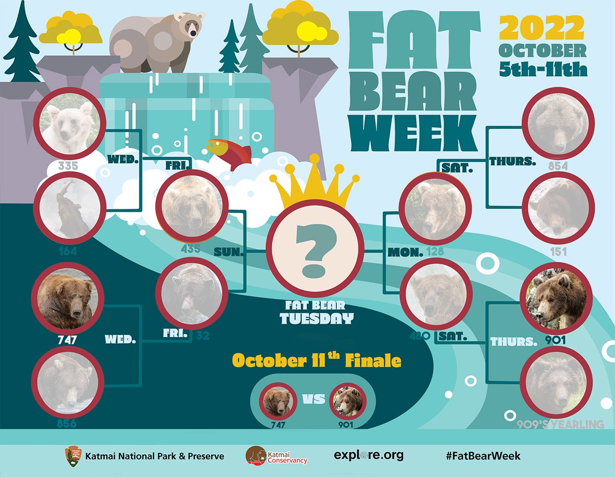 KatmaiNPS's tweet image. With a preponderance of pudge, 901 left 128 grazed &amp;amp; confused. New bear on the bracket block, swole sow &amp;amp; rumble-ready rookie secured her spot in this year’s #FatBearWeek finale. Tune in 10/11 for the biggest match of the season. Voting opens at 8am AK at fatbearweek.org.