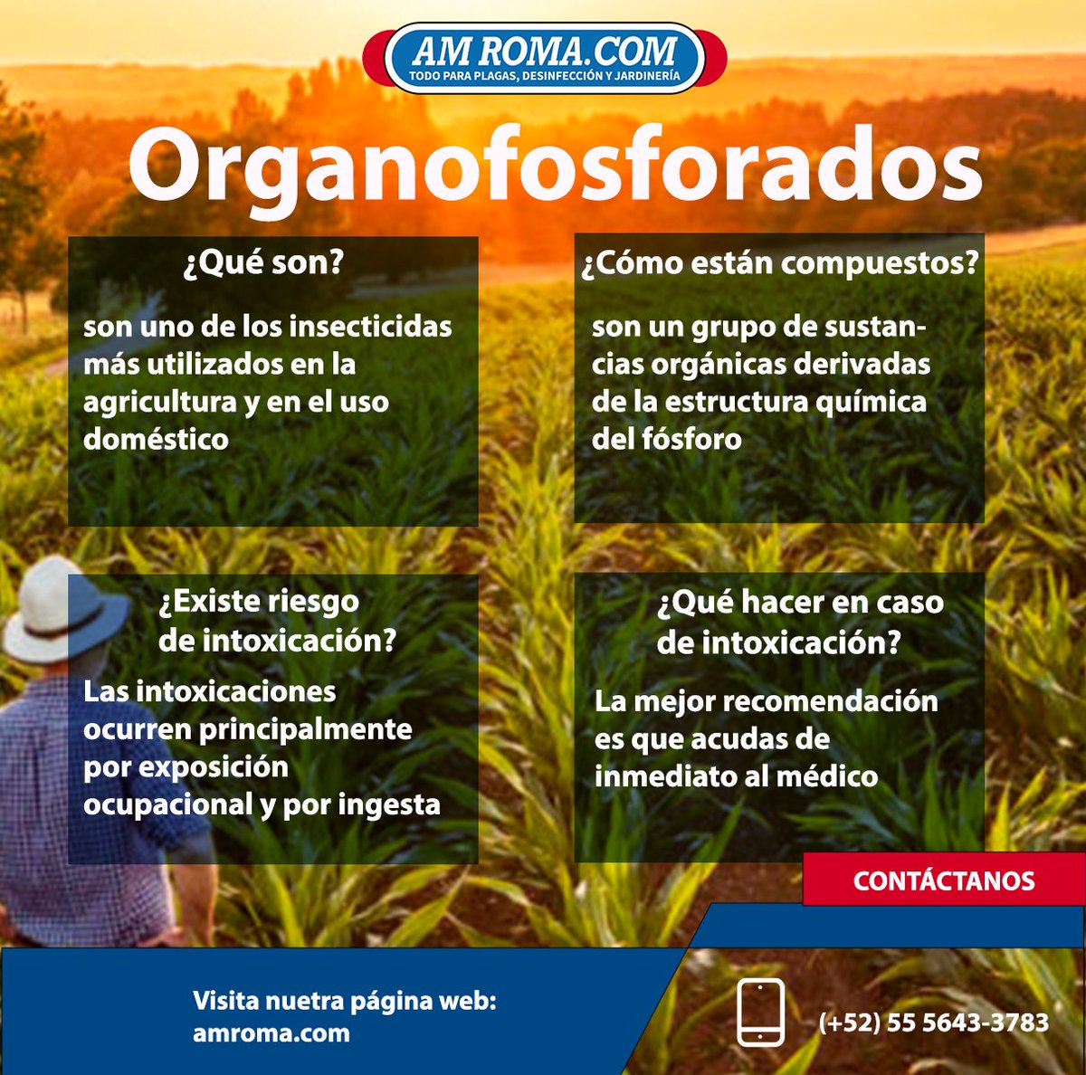 amroma_com's tweet photo. 🤔¿Sabes qué son y en donde puedes utilizar los organofosforados?  Los organofosforados son de los pesticidas más utilizados.
👉Aquí te dejamos algunos datos útiles. 

#AMROMA  #todoparaplagas #organofosforados   #insecticida   #controldepagas https://t.co/LS7lBfQqzI