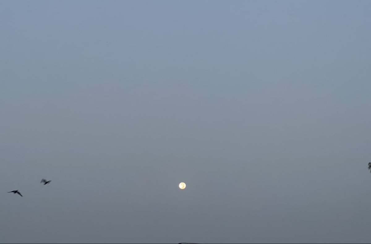 handollwithcare's tweet photo. The Hunter’s full moon still there with all its glory 🌝 #fullmoon #HelloWinters https://t.co/5PcpAKgsmf