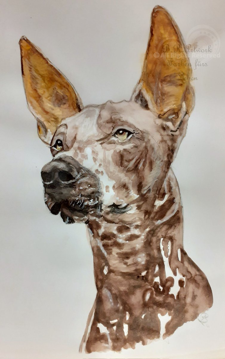 That's my Xoloitzcuintle for X of this round of #AnimalAlphabets 
@AnimalAlphabets #kleinekunstklasse #artwork  #illustration #FarbenFuersLeben #watercolor #ArtistOnTwitter #dog  #DogsofTwitter #dogs
#worlddogday