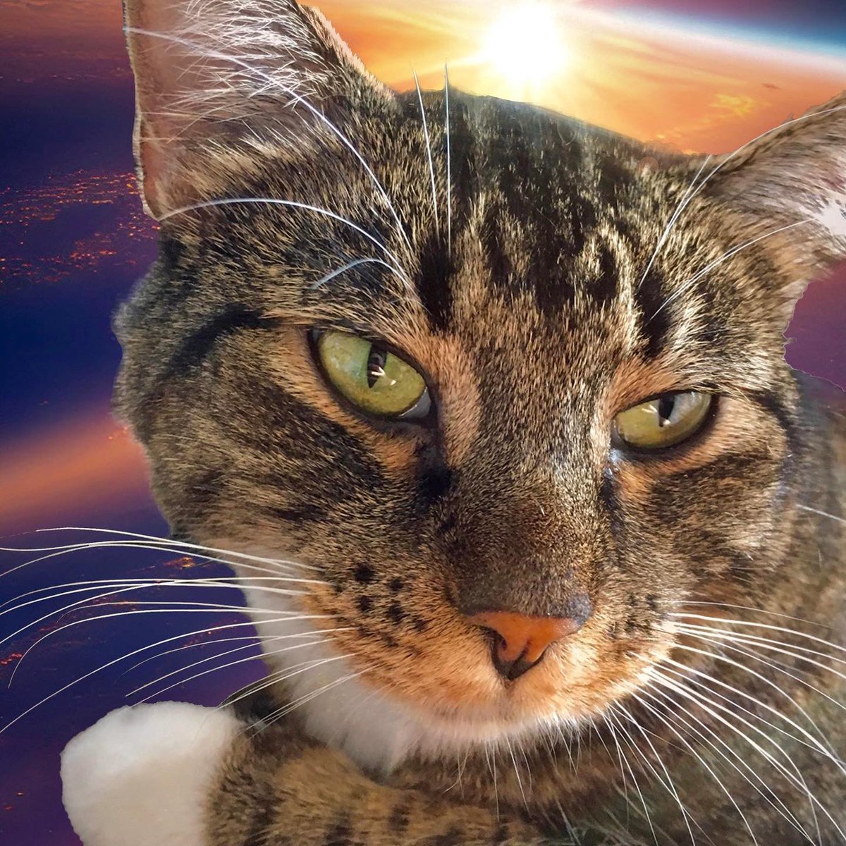 BarrettStaples's tweet photo. @roujethecat becomes THE FIRST feline neo-soul artist in history with her new single dropping globally today 🐾🌎

stream “Besthuntr (ft. Barrett Staples) wherever the good stream takes ya 🌊🌊

prod. me
guitar by @elanwright 
mix &amp; master by @randyundercaste @Undercaste https://t.co/zNNiYpNMYY
