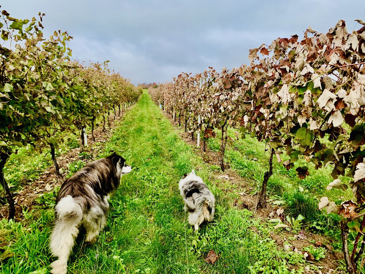 Best buds in the vineyard! 🇨🇦Thanksgiving🍁 is #Harvest 🍇time! #JohnstonVineyards @goodvineguy @novascotiawine @WinesofCanada