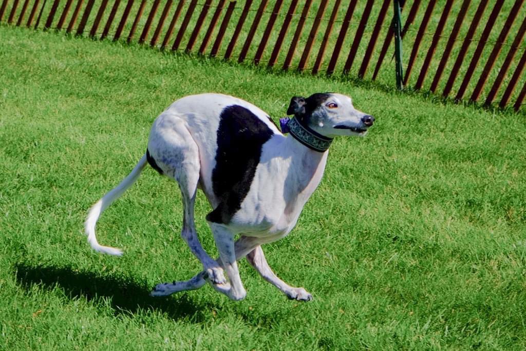 MatoWaKuwa's tweet photo. My puppy is so fast! #greyhound #33mph https://t.co/iCvRILhcSD