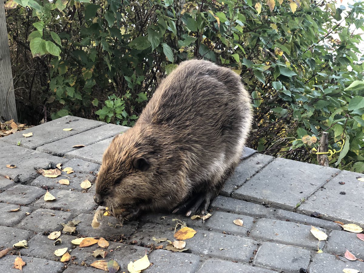 EmilyDenooij's tweet photo. The most Canadian encounter I had on this Canadian holiday weekend? May I present Bucky the Bowness Beaver 🇨🇦🦫❤️ https://t.co/0qMgGefyZq