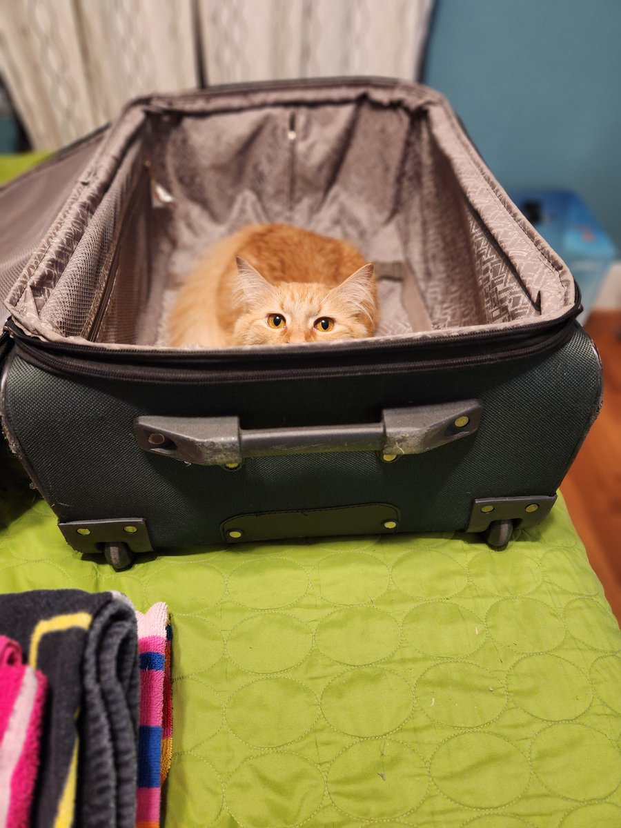 TheDailyFreya's tweet photo. where do you think you're going?

#CatsOfTwitter https://t.co/HzM2z8AYoD