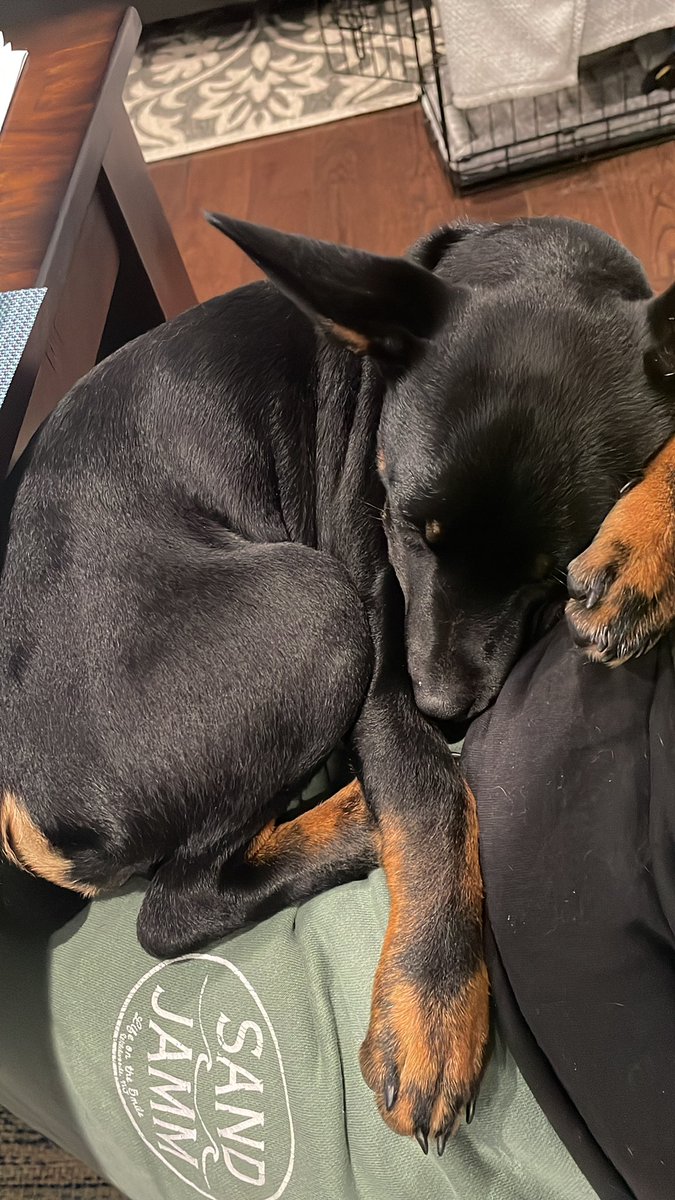 grad school has just become me staring at my laptop screen while taking thousands of pictures of this angel on my lap