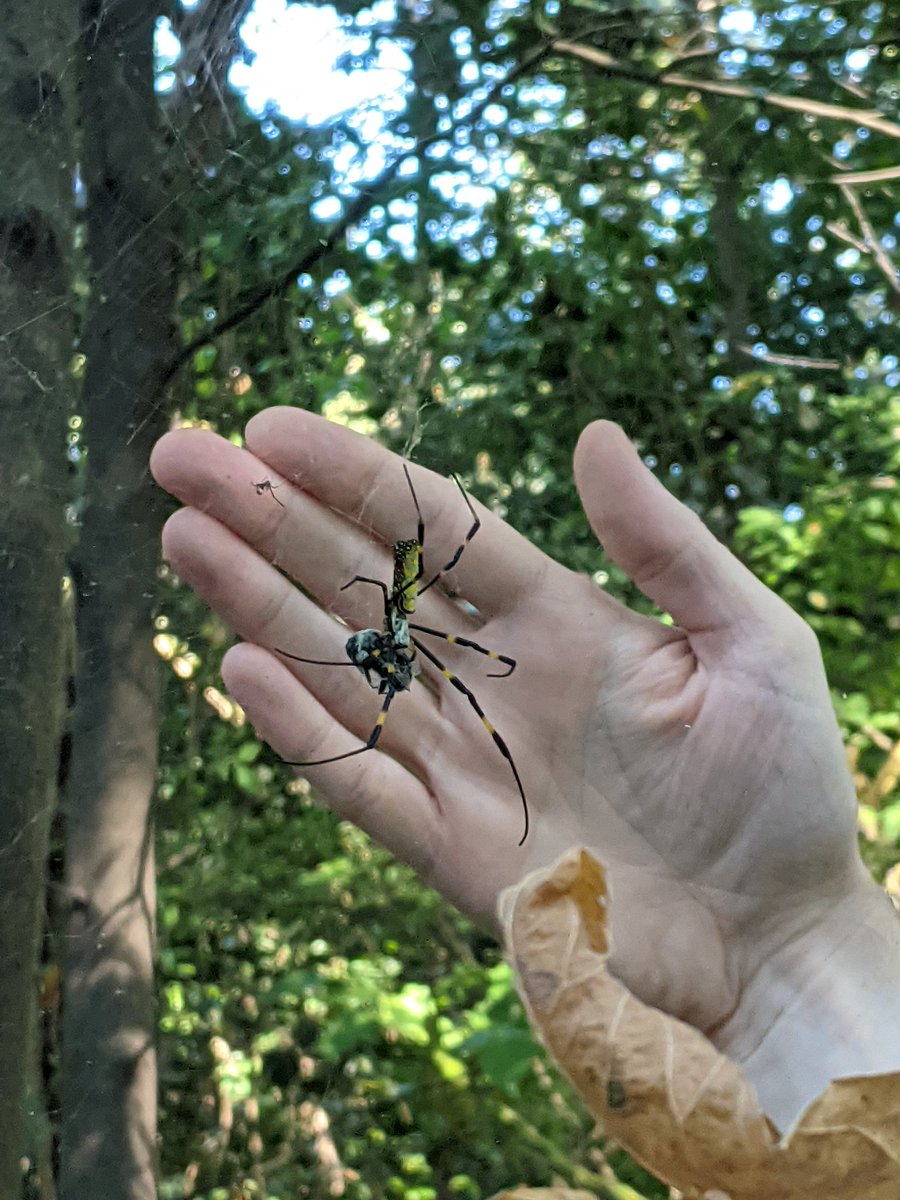 #Arachtober Plenty of joro spiders around Atlanta. Second picture includes likely kleptoparasitic theridiid (by my middle finger).