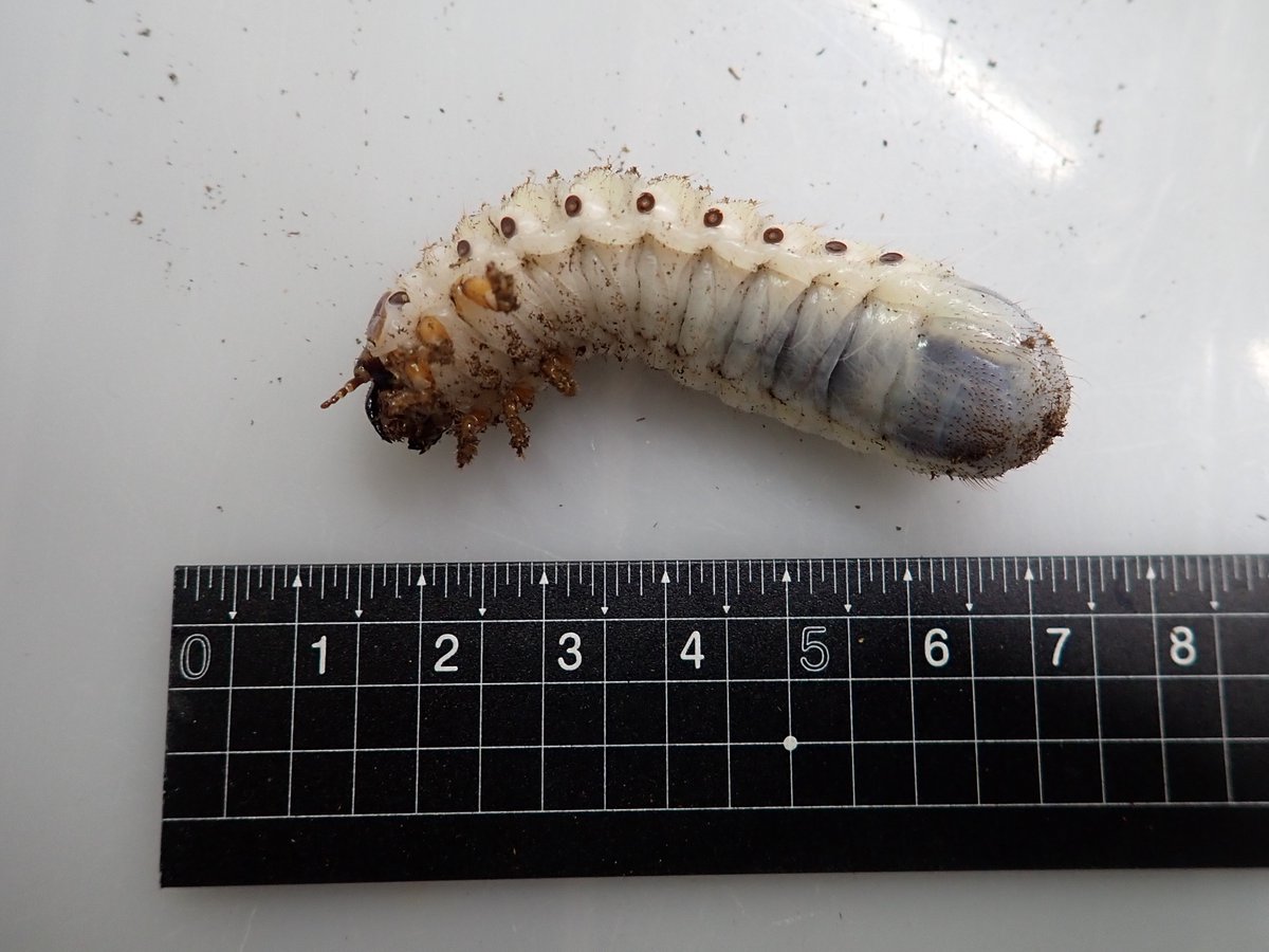 コンゴDR南部産 ポギーオオツノカナブン 褐色 81mm 南コンゴ産 ポギー