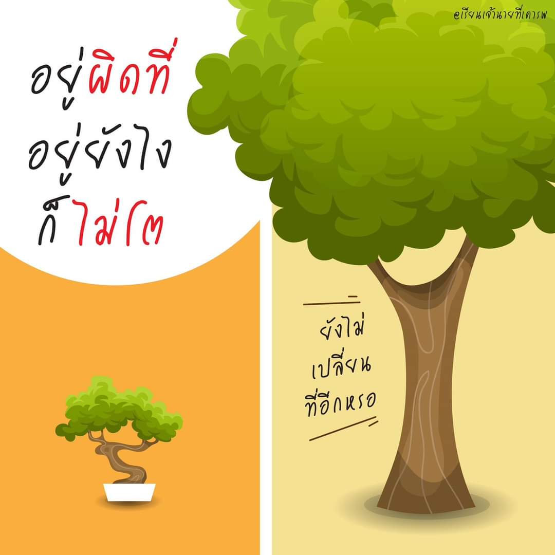DZaa2576156's tweet photo. เป็นบอนไซ https://t.co/9MIFJFnqUZ