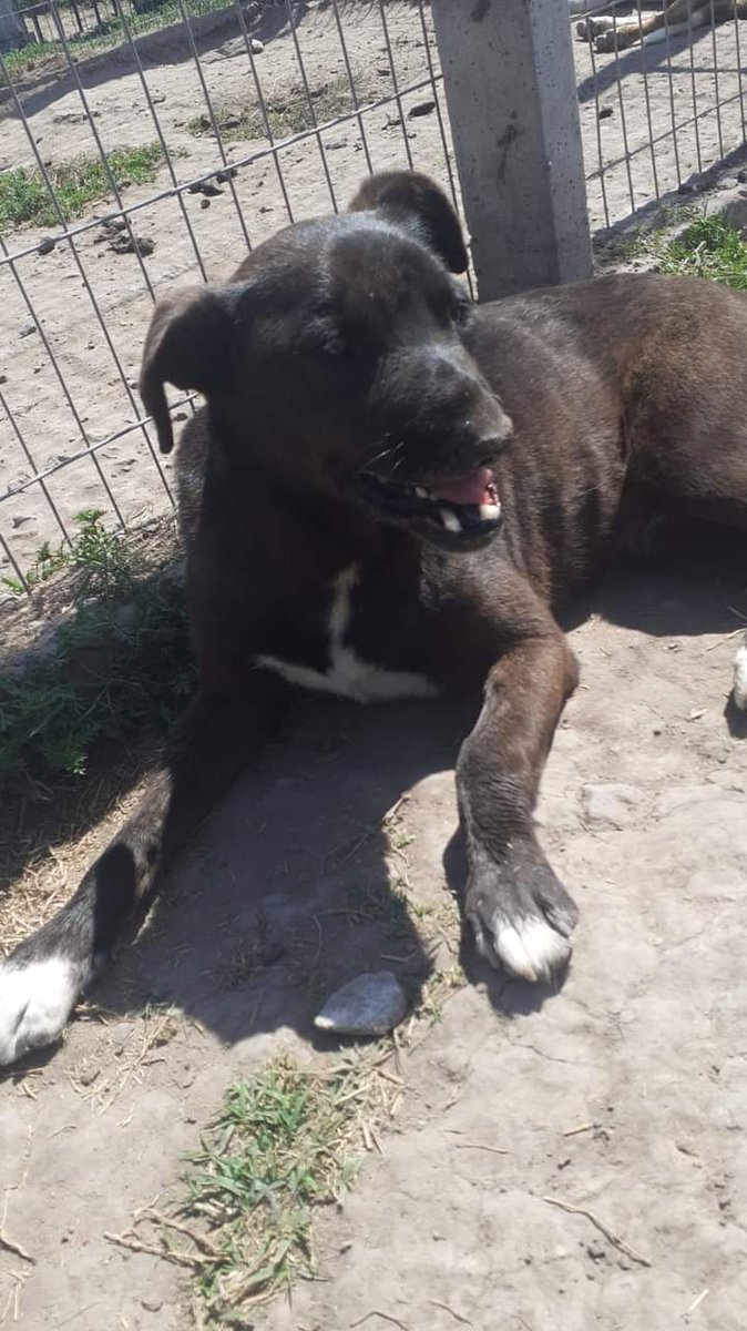 refugioenalerta's tweet photo. Cayetano tiene el hocico un poco deformado y le quedo un tic pero es un divino adoptalo al 222415548735 https://t.co/Uwiusv92Nc